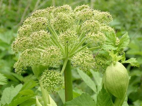 aromatherapy-tips-and-tricks- Angelica (Angelica archangelica)