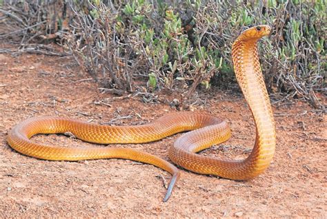 Cape Cobra – Facts, Size, Habitat, Pictures