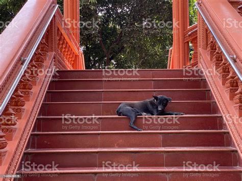 chill dog stock photo  image  animal asia bangkok istock