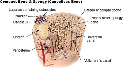 Bone histology: note the distribution of strong (cortical) bone and the ...