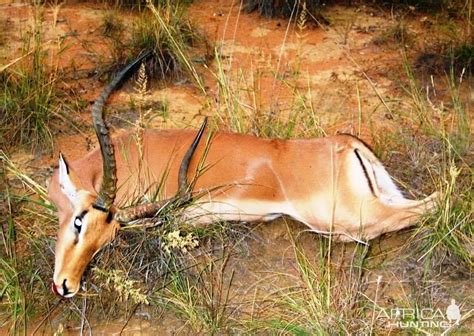 Hunting Impala | AfricaHunting.com