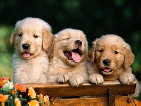 Cute Wallpaper Summer Golden Retriever Puppy Pictures - Jaka-Attacker