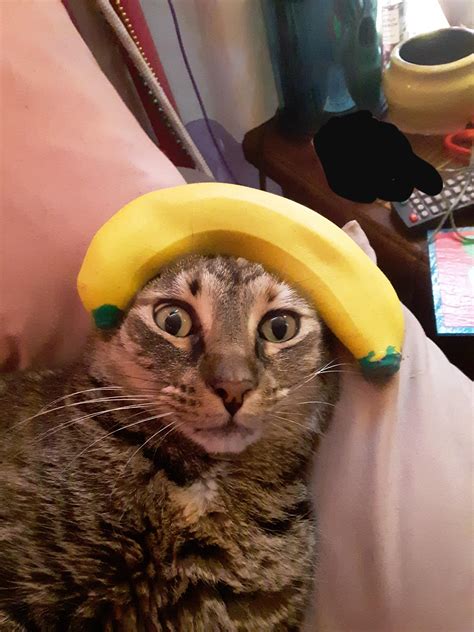 cat   banana rfunny