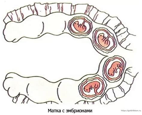 Течение беременности собаки английского кокер спаниеля