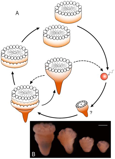 A schematic drawing suggesting the life history and young polyps of an ...