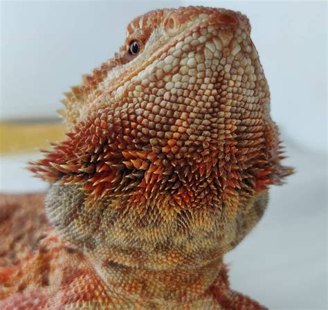 dunner bearded dragon traits morphpedia