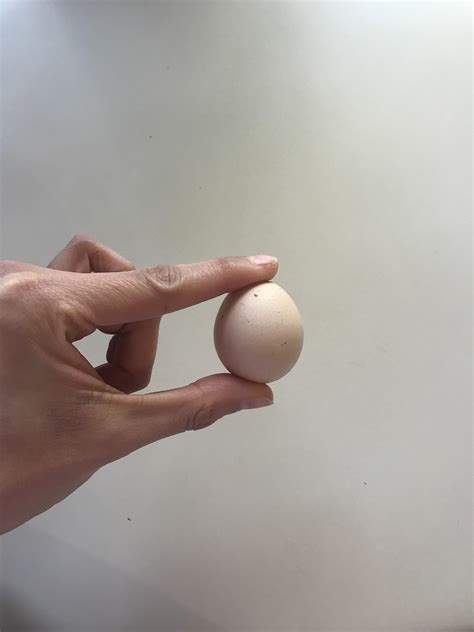 Comically small chicken egg : r/WeirdEggs