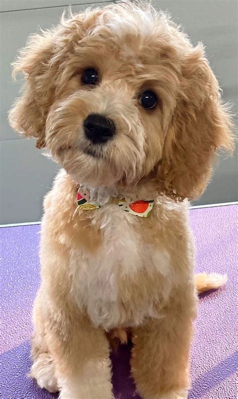 Mini goldendoodle puppies, Puppy grooming, Dog haircuts