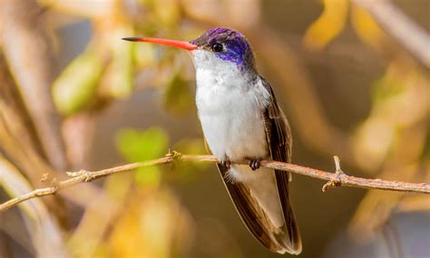 8 Places in the U.S. Where You Can See Hummingbirds All Year Long - A-Z ...