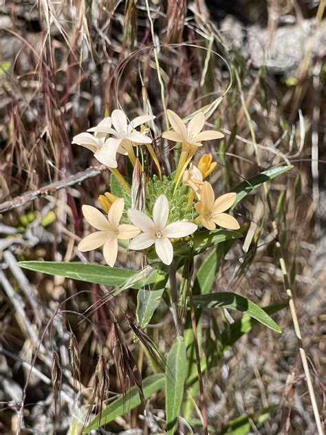 方舟子 on Twitter: "在拉古纳山所见野花：大绵星花(giant woolly star)、霍尔美国薄荷(Hall’s