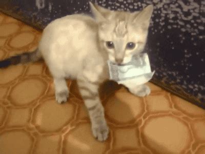 Cat Money GIF - Find & Share on GIPHY