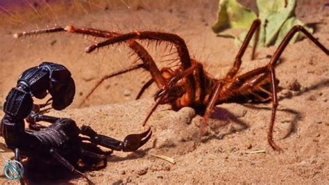 Giant Camel Spider Vs Scorpion
