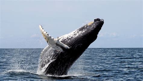 10 Oldest Whale Species in the World | Oldest.org