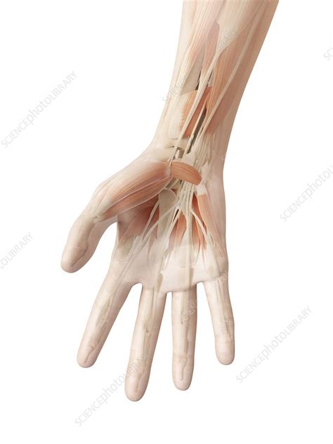 Human hand muscles, illustration - Stock Image - F010/9154 - Science ...