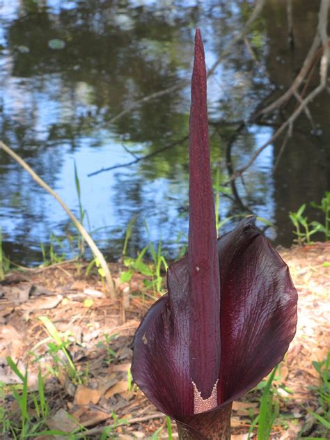 PhotoArt * Creative Digital Imaging by: brendasue: Camera Class Views