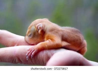 48 Blind Squirrel Images, Stock Photos & Vectors | Shutterstock