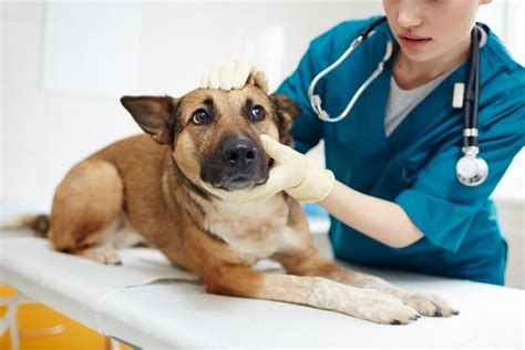 Everything You Need to Know About Dog Hot Spots - VIP Pet Services