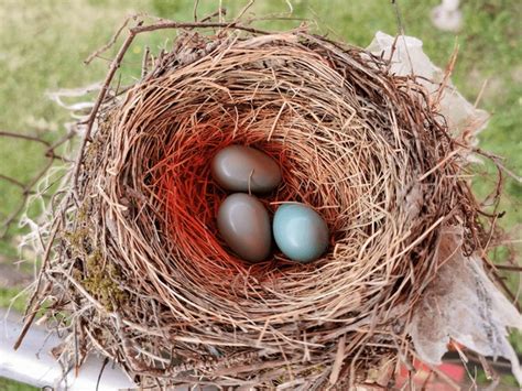 16 American Robin Nest Photo Images, Stock Photos, 3D objects ...