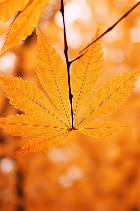 Autumn Wallpaper Leaves Background Wallpaper Image For Free Download - Pngtree