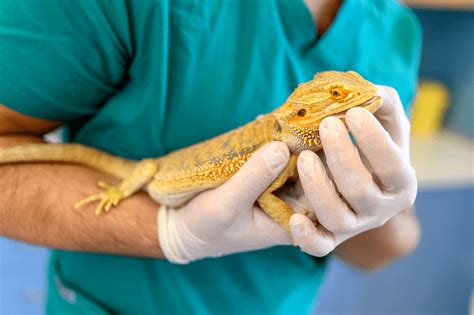 Vets for Exotic Animals — How to Find Exotic Pet Care