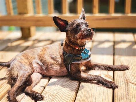 A Guide To Border Terrier Training - Border Terrier Love