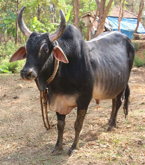 Kankrej Cattle Full Breed Information | Modern Farming Methods
