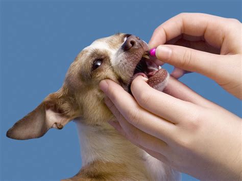 Dog pill online