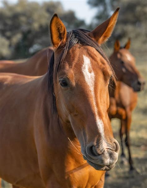 Close-up of Horse Nose · Free Stock Photo