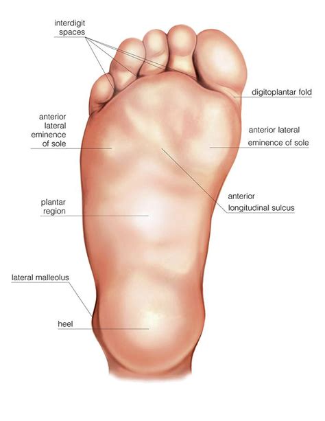 Right Foot Anatomy