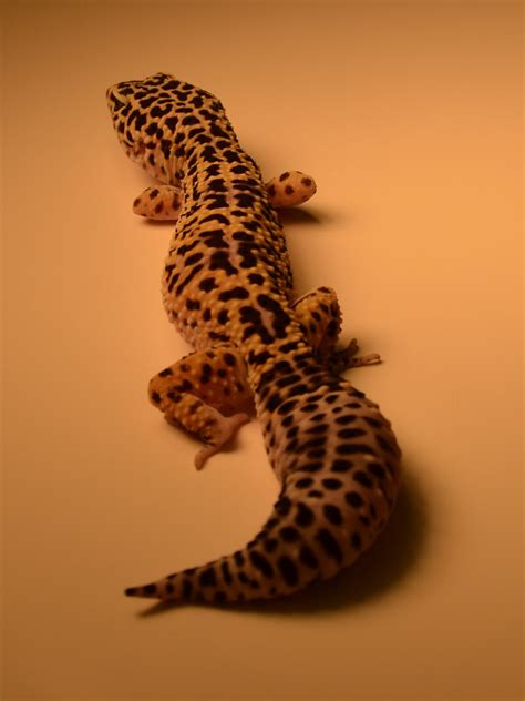 how to gecko shaking fast 7