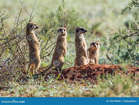 Meerkat Family stock photo. Image of rock, close, family - 108790848