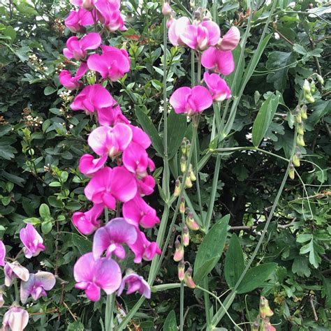 April Flower Of The Month Sweet Pea at Shani Tillman blog