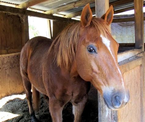 Sorrel Quarter Horse Stall Red - Free photo on Pixabay