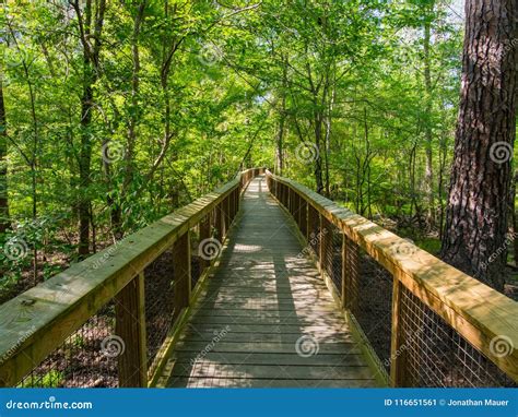 Boardwalk through Hardwood Forests, Congaree National Park Stock Image ...