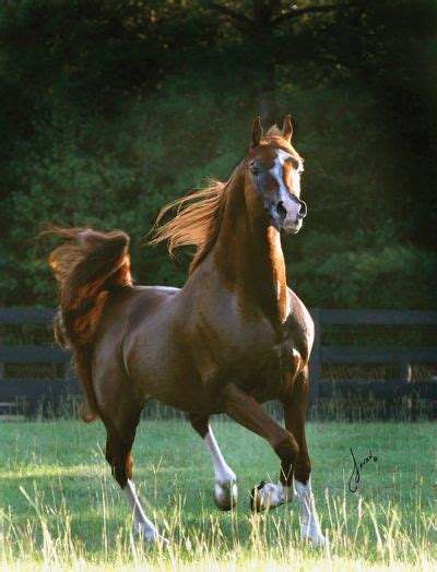 ML Mostly Padron | ARABIANS | Pinterest