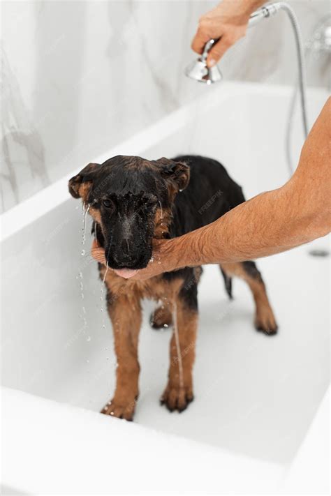Premium Photo | 3 month german shepherd puppy taking a bath