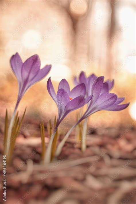 Krokusy Stock Photo | Adobe Stock