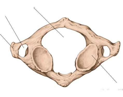 Atlas Bone - C1 Quiz