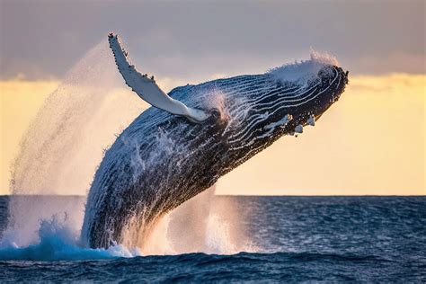 Whales - WorldAtlas