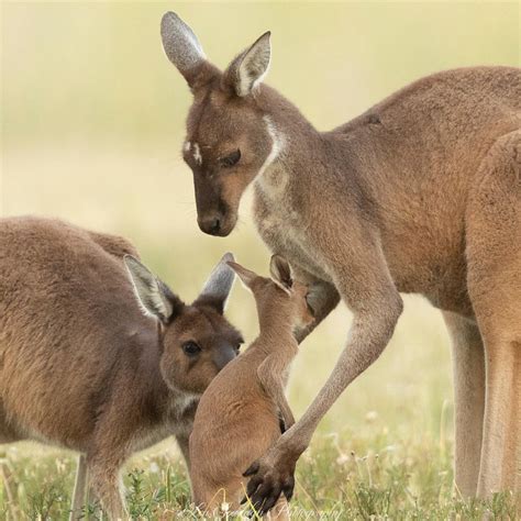 parks victoria exterminates    roos  national parks
