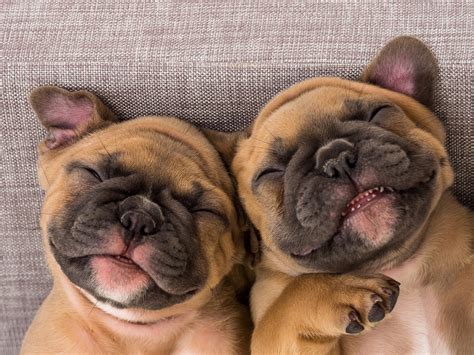 Funny Dog Names | Our Favorite 50 Funny Dog Names