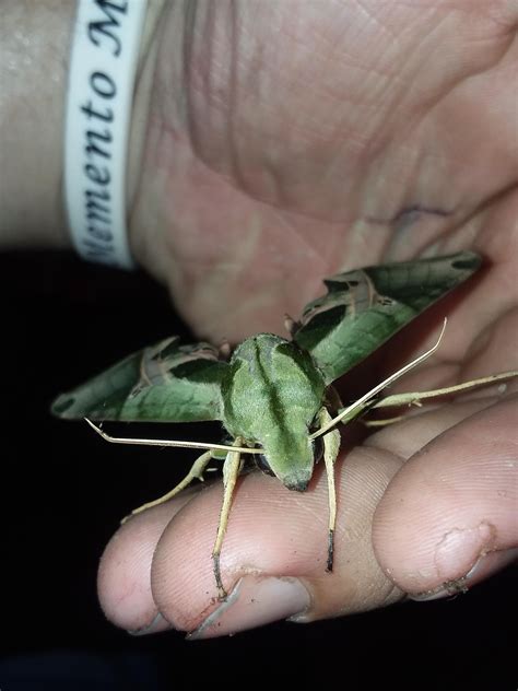 I've never seen such incredible colors on a moth in person like this