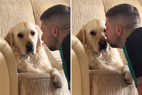 'Livid' Golden Retriever Refuses Owner's Apology for 3-Day Vacation - Newsweek