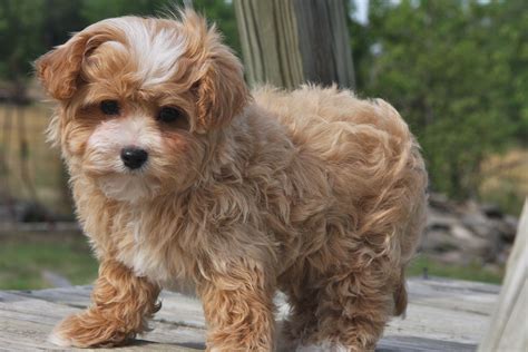 Maltipoo Puppies for Sale: Affectionate and Loving