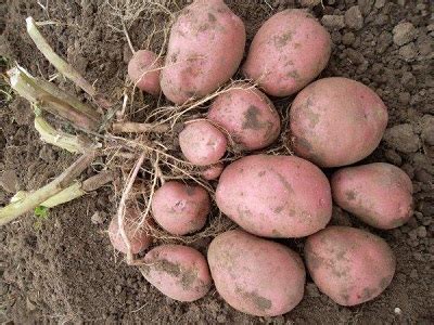 Семенной картофель, сорта для Ленинградской области и северо-запада ...