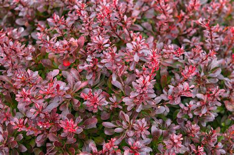 How to Grow and Care for Japanese Barberry