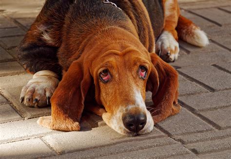 bloodhound  basset hound choosing   scent hound