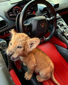 16 Baby Löwe-Ideen | baby löwe, süße tiere, tiere