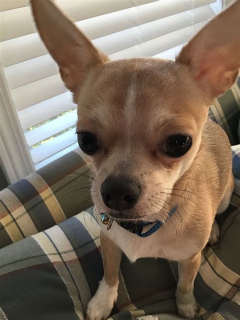 Pin on I ️ Chihuahuas | Chihuahua, French bulldog, Bulldog