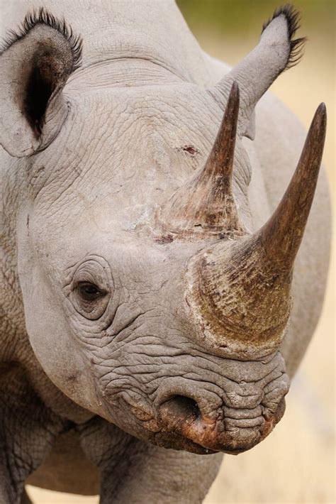 a close up of a rhino's face and nose